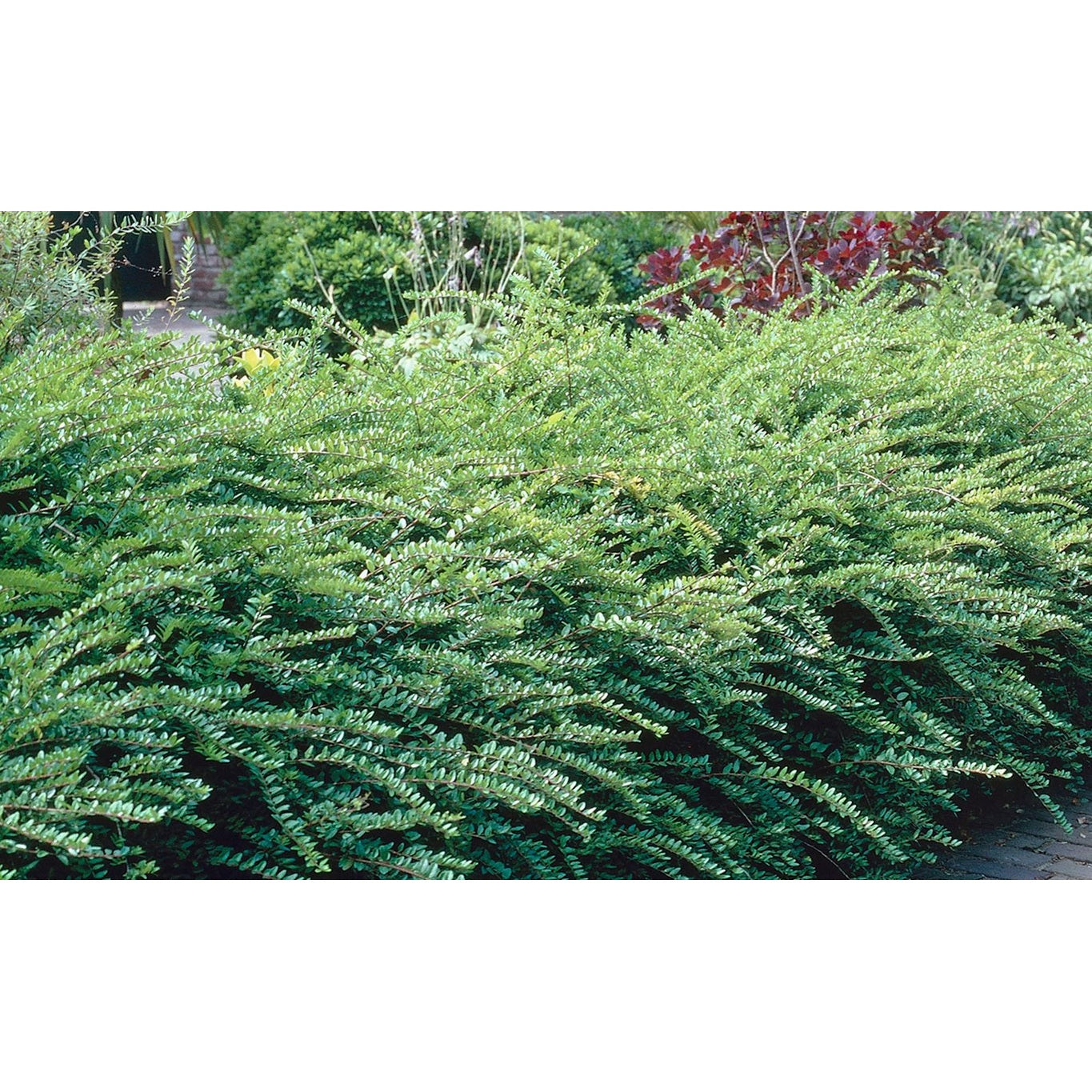 Kaprifol – Lonicera nitida 'Maigrün' - 30-40 CM bare root 0/2